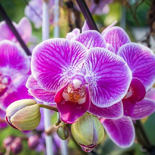 Leaf Photography: Capturing Floral Diversity