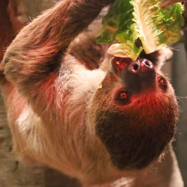 Behind the Scenes Zoo Experiences - Scales and Tails