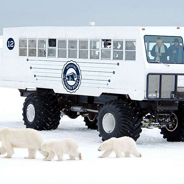 One Day Polar Bear Adventure with Frontiers North Adventures