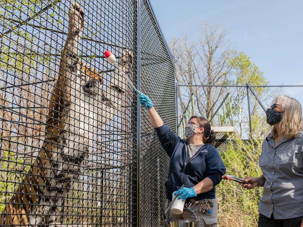  - Behind the Scenes: Tiger Enrichment Experience