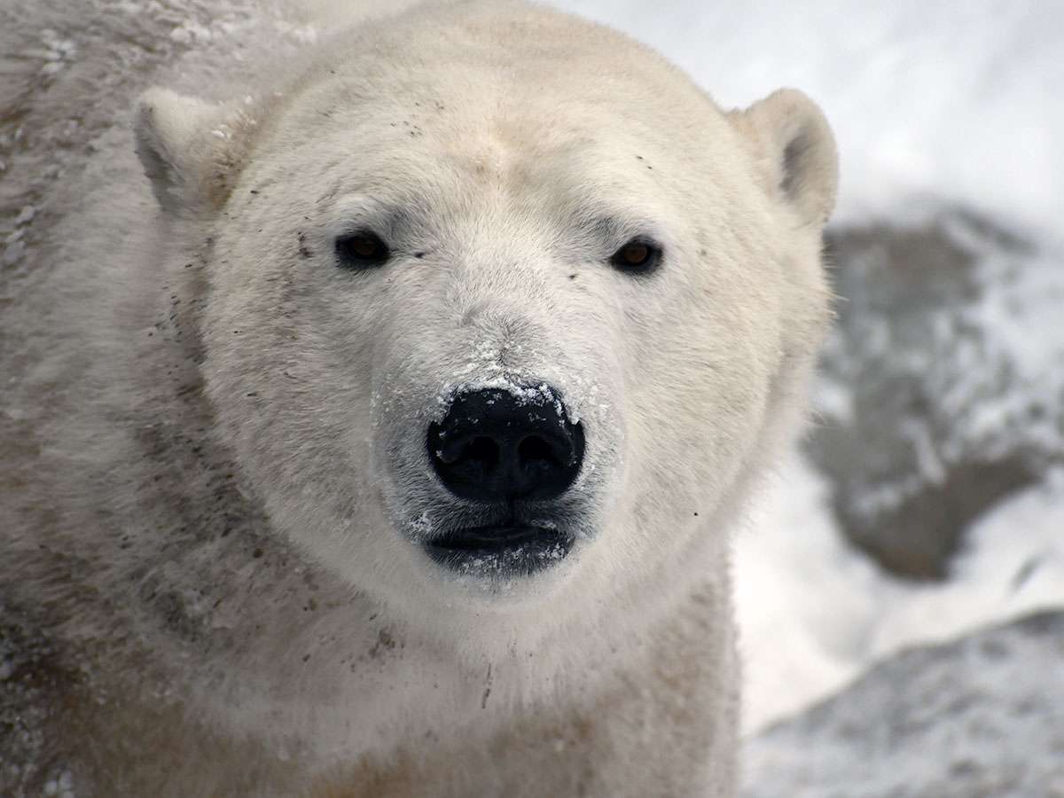 Fund - Polar Bear Rescue & Care Team