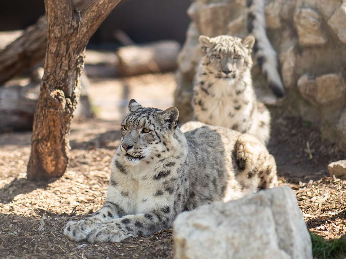  - Behind the Scenes: Snow Leopard Enrichment Experience