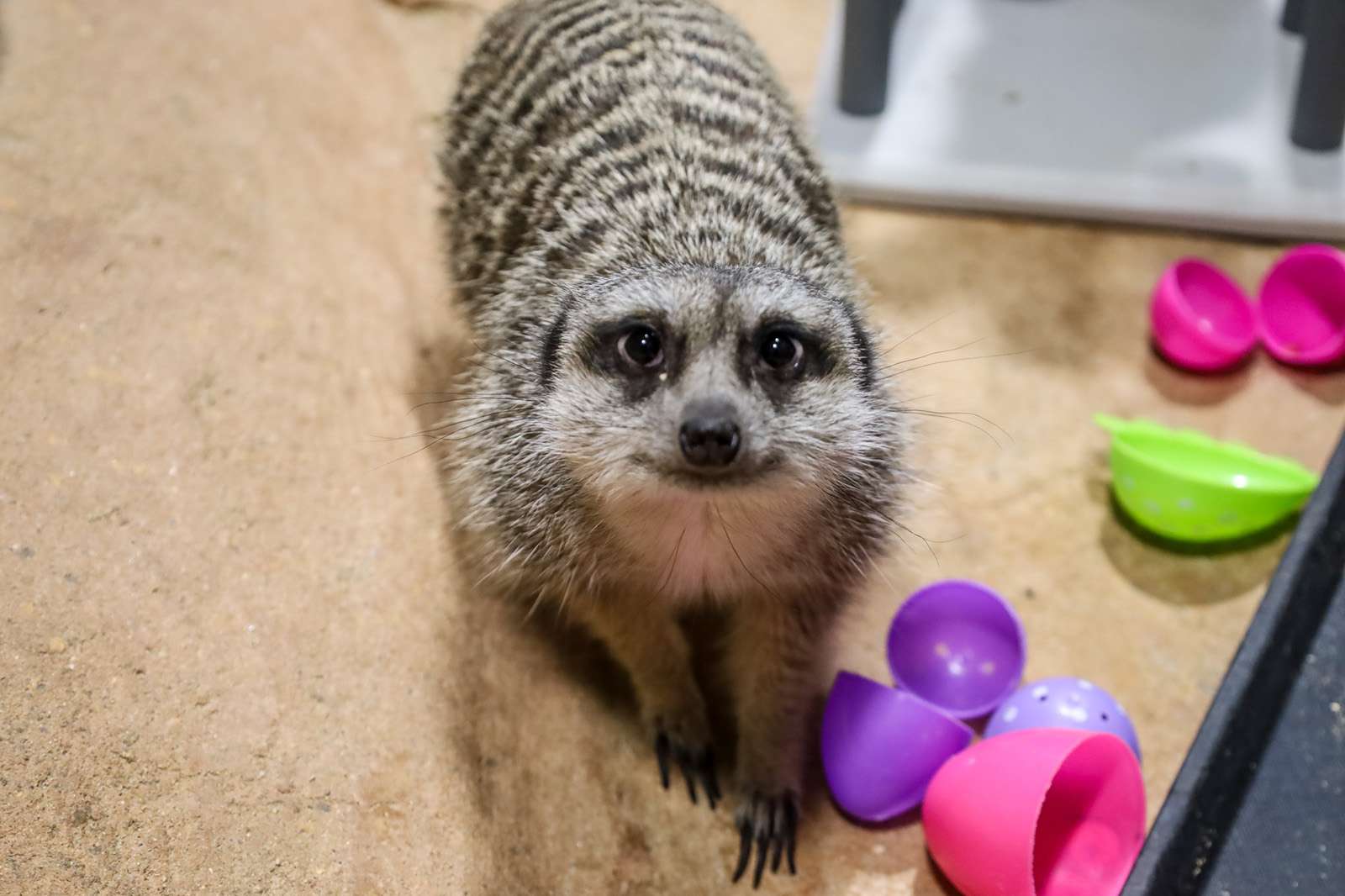 Fund - Animal Enrichment