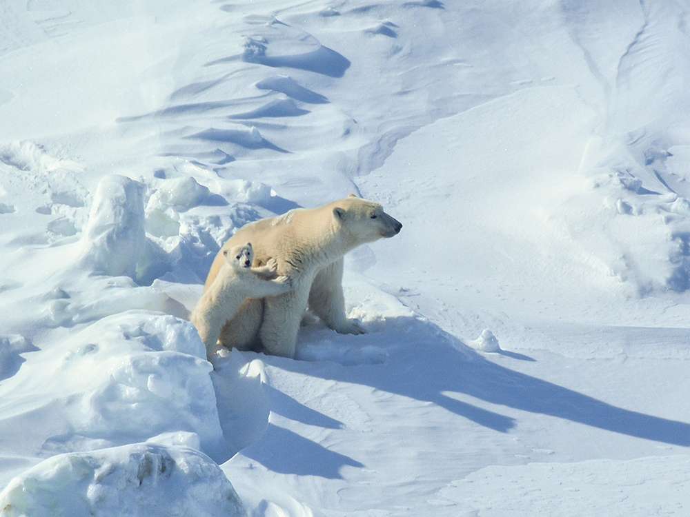 Project - Polar Bear Denning Study
