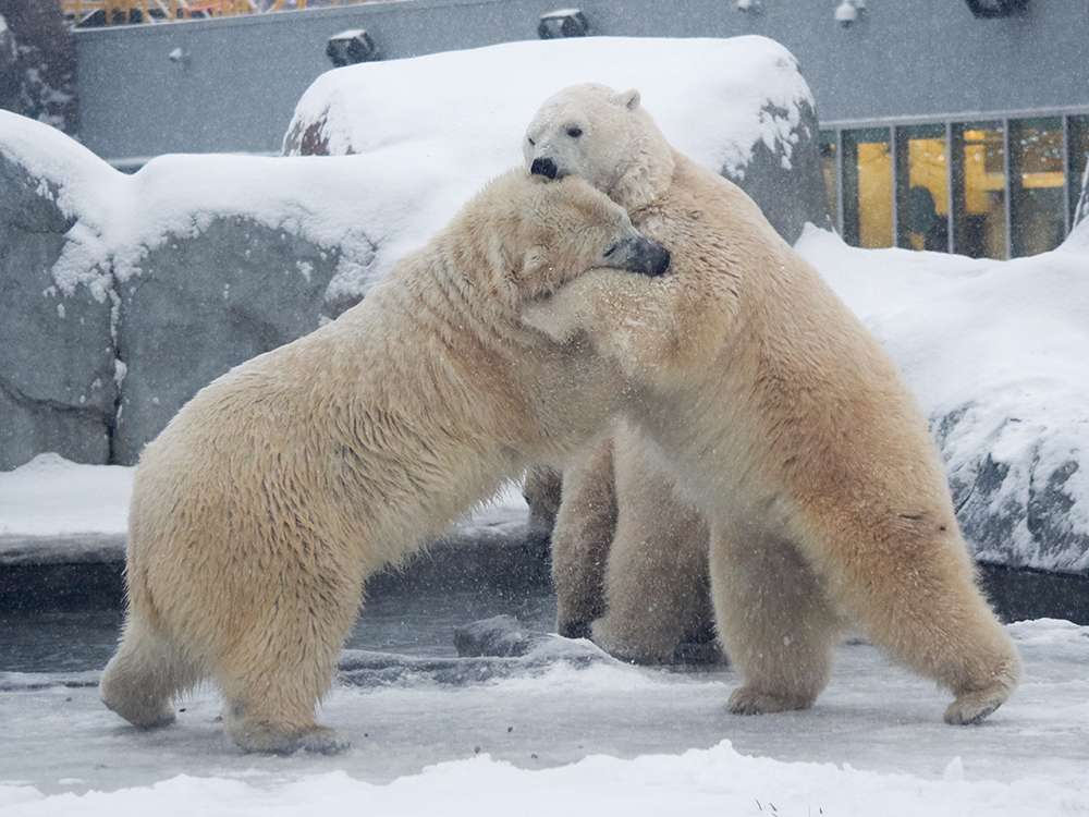 Project - Non-Invasive Techniques to Study Polar Bear Behaviour