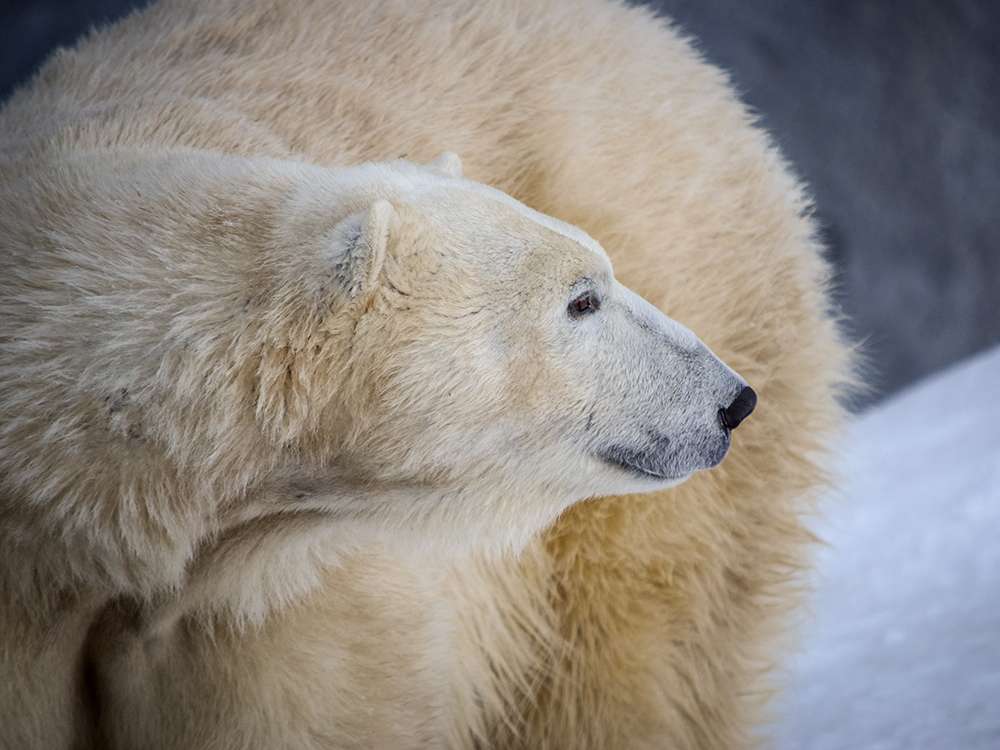 Project - Whiskerprint Technology to Individually Identify Polar Bears