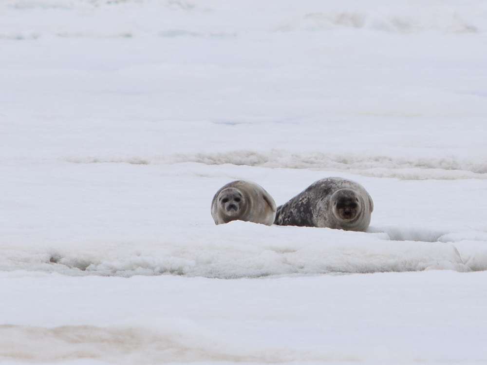 Project - How Seals are Adapting to a Changing Arctic