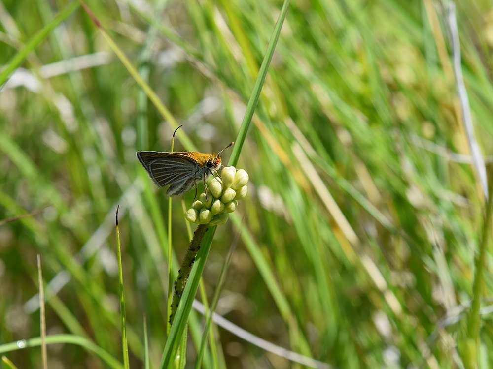 Project - Grassland Butterfly Conservation Program