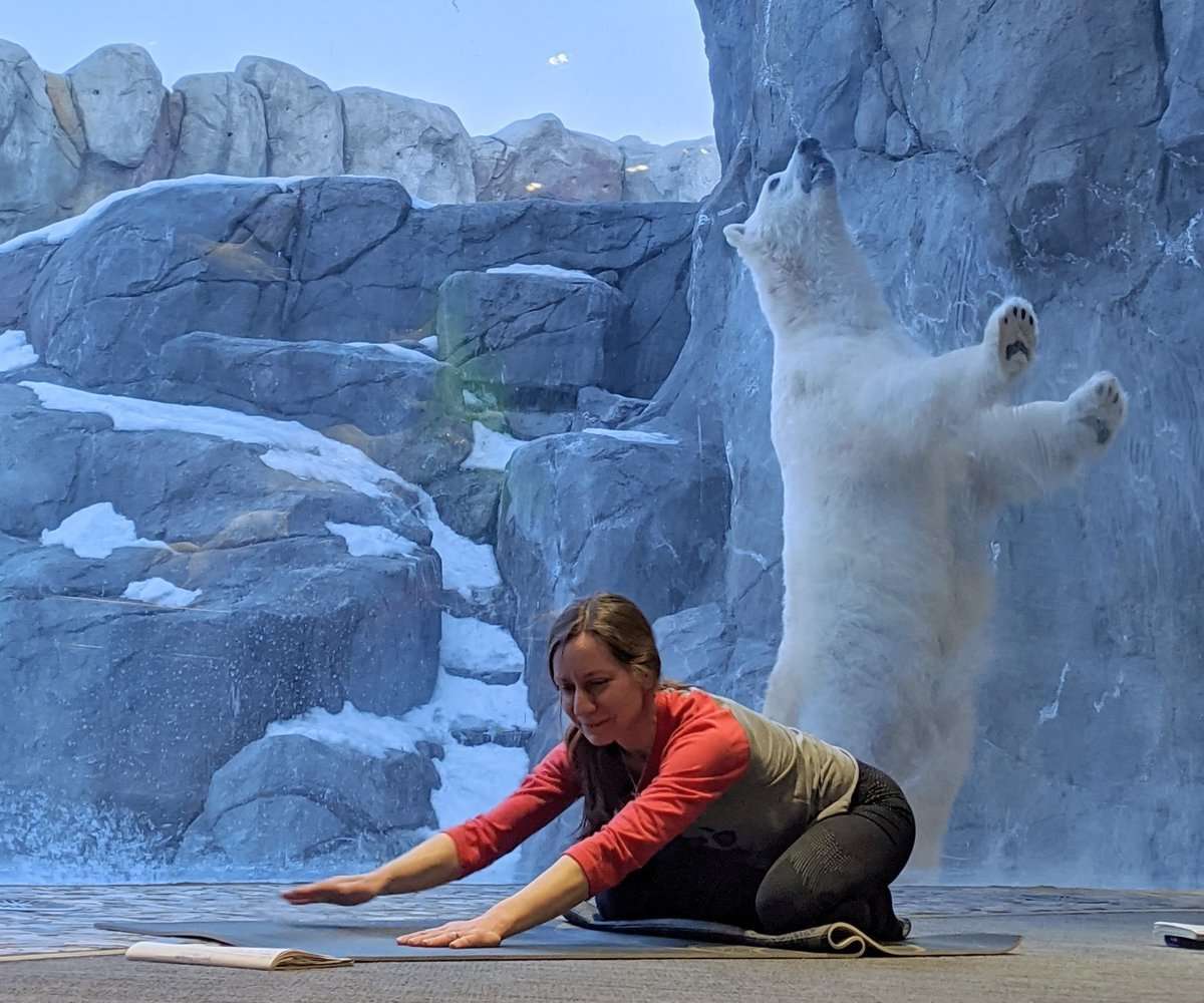 Workshop - Yoga with the Bears | February 28