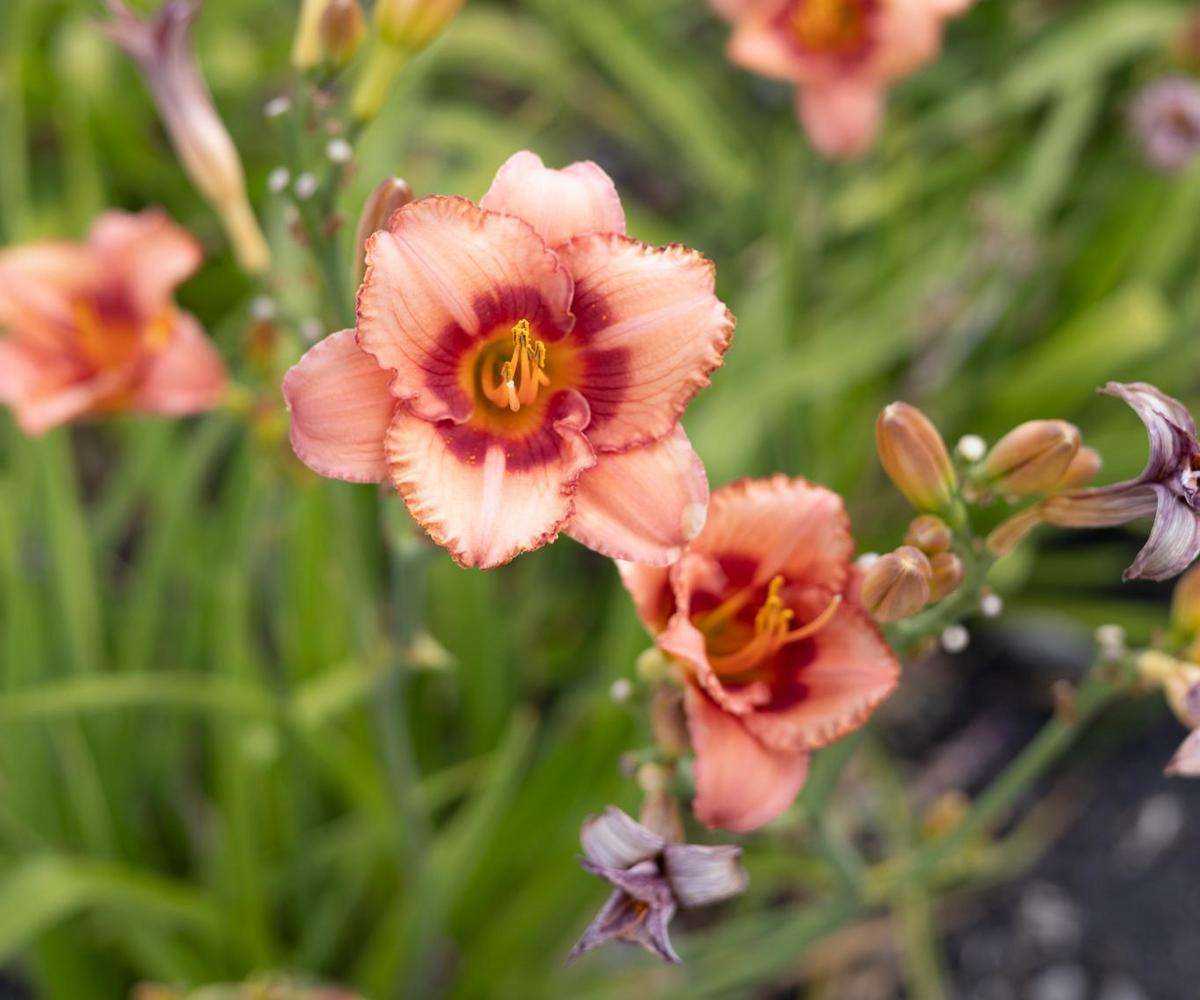 Workshop - Capturing Floral Diversity: Photography at The Leaf | March 28