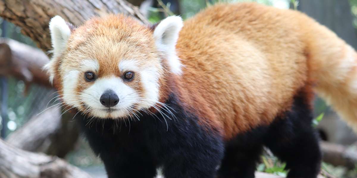 Colour Story Link - Red Panda Weekend