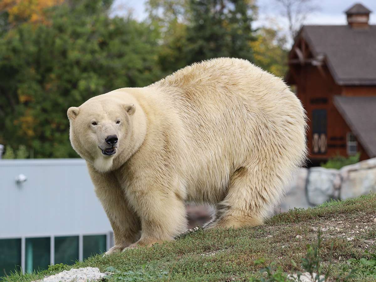 - Free Journey to Churchill Fall Tours