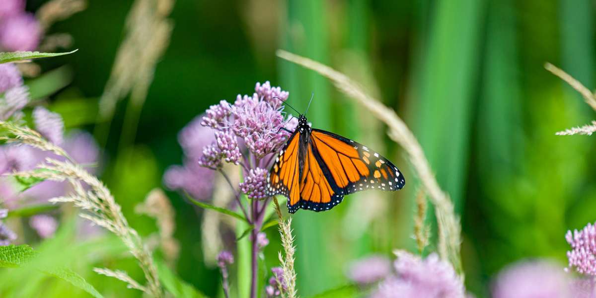Colour Story Link - Earth Day at Assiniboine Park and Zoo