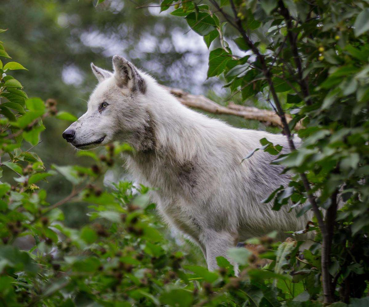 Workshop - Zoo Photography | June 20