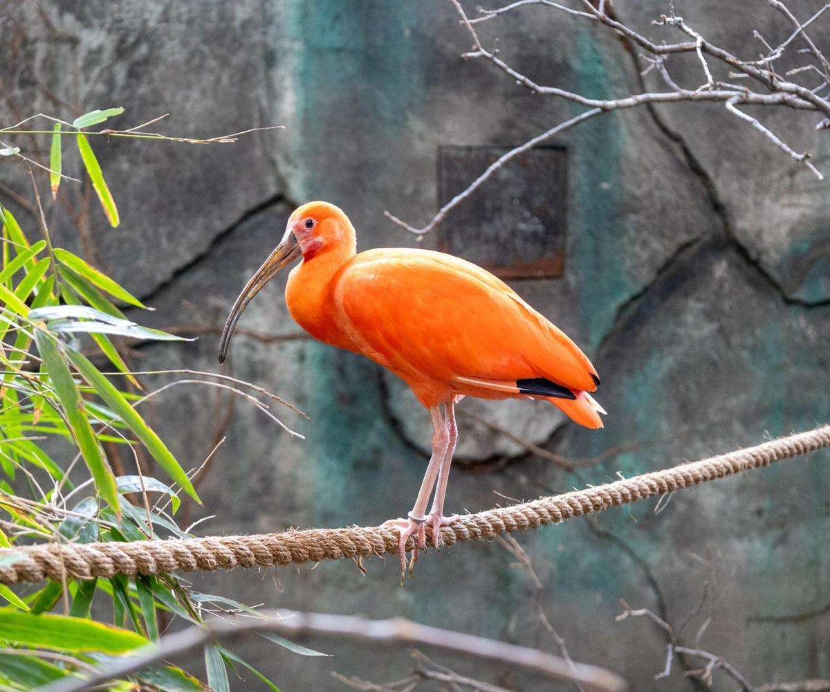 - Toucan Ridge