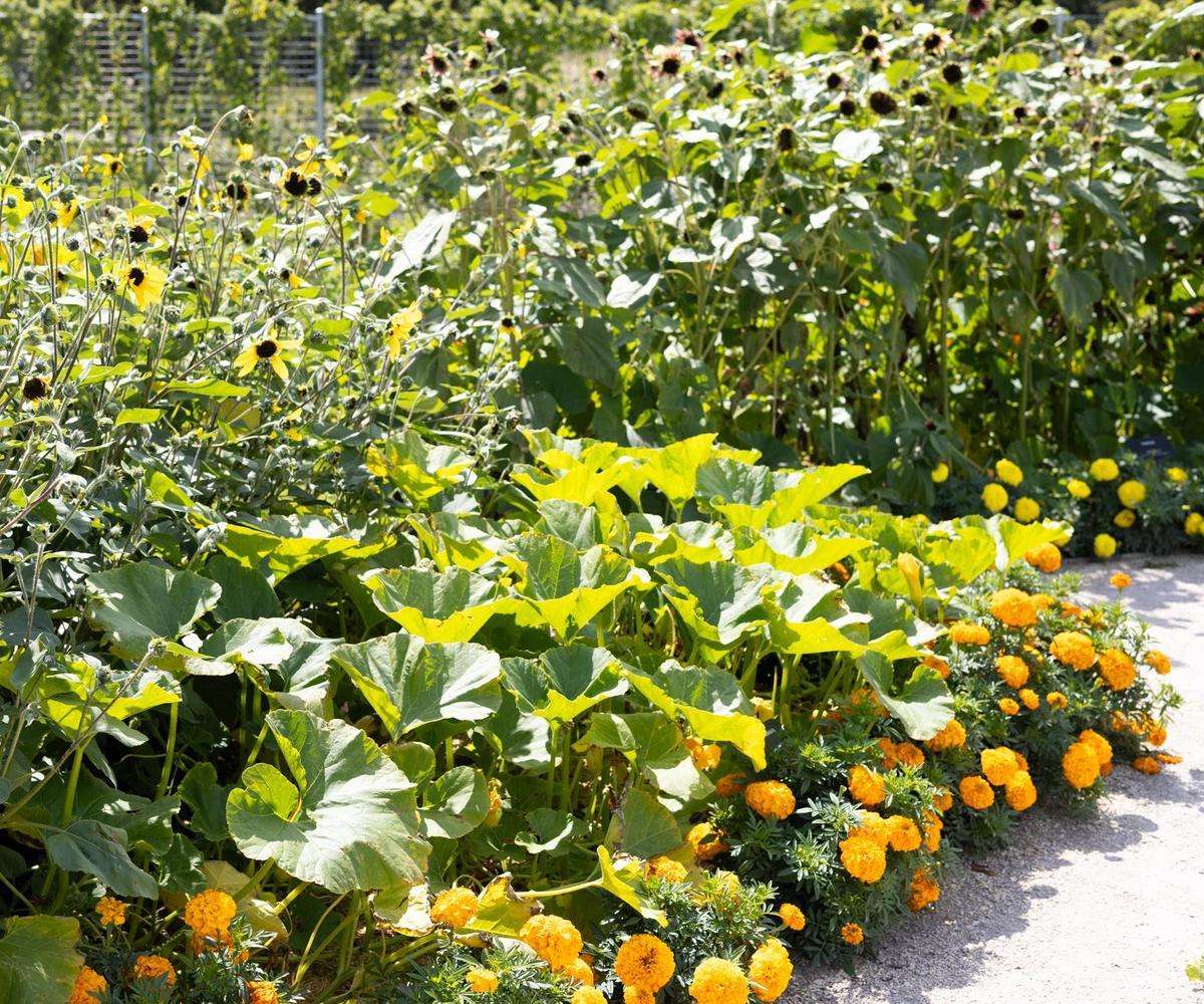 Workshop - Putting Your Garden to Bed with Master Gardeners | September 17
