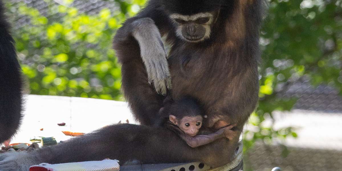 Colour Story Link - Baby Gibbon Needs a Name!
