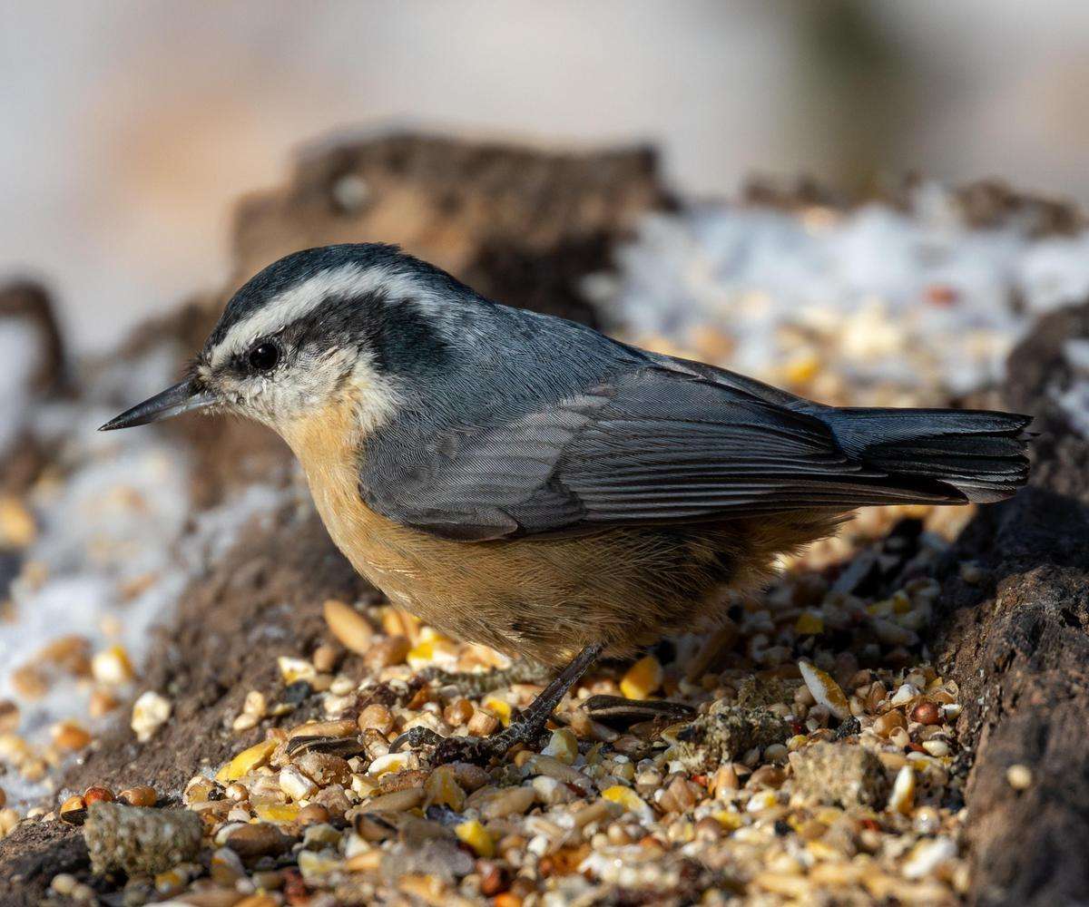 Workshop - Slow Birding in Assiniboine Park | September 9