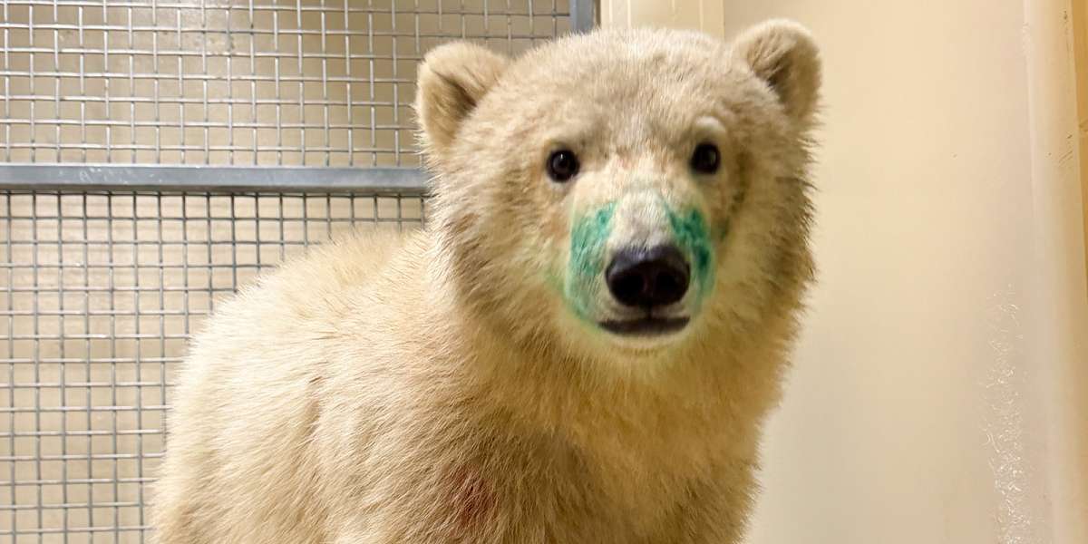 Colour Story Link - Polar Bear Rescue & Care Team