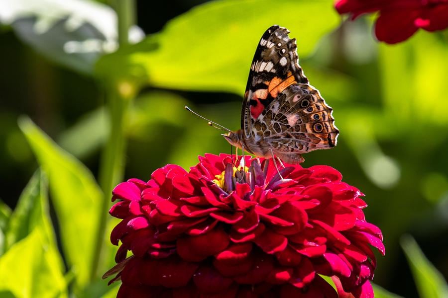 Butterfly on red flower