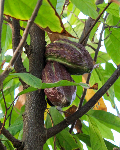 Cacao Tree, Theobroma cacao, Hartley and Heather Richardson Tropical Biome