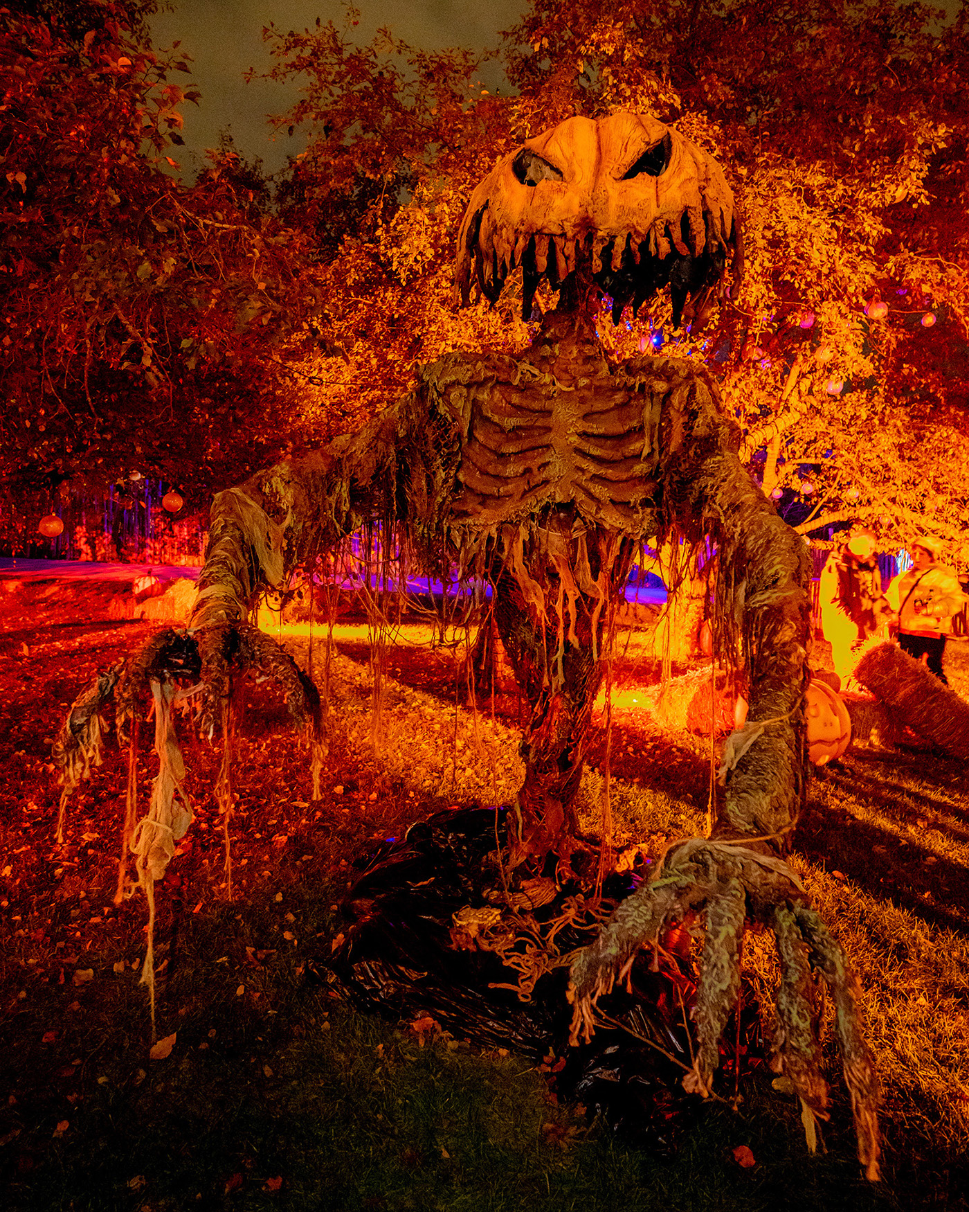 spooky pumpkin skeleton display 