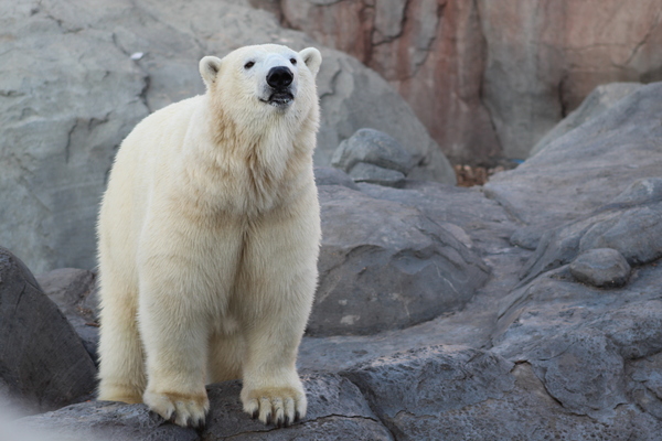 Baffin the polar bear