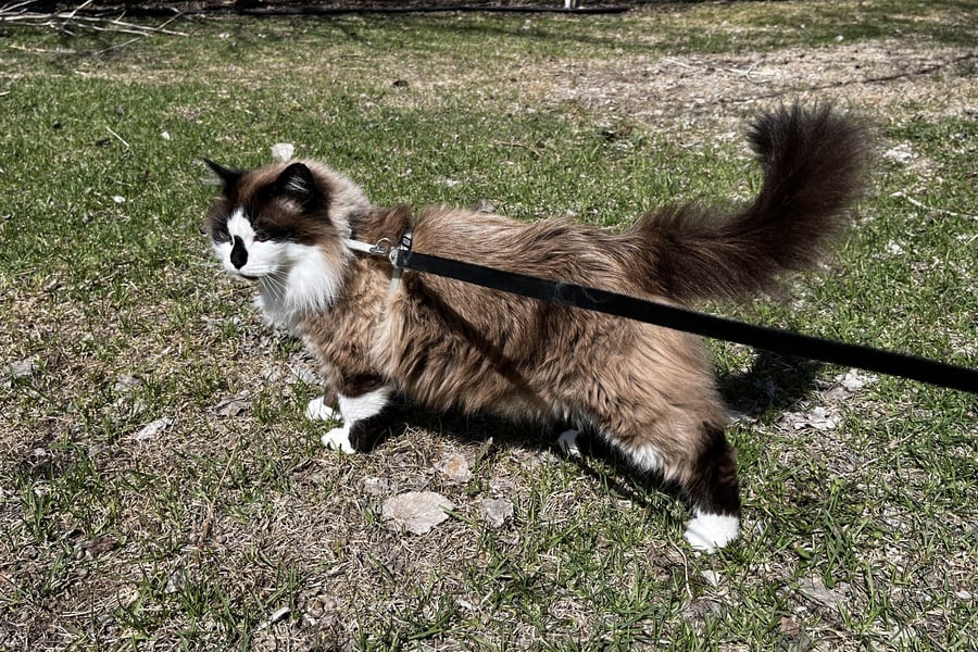 Cat on a leash outside