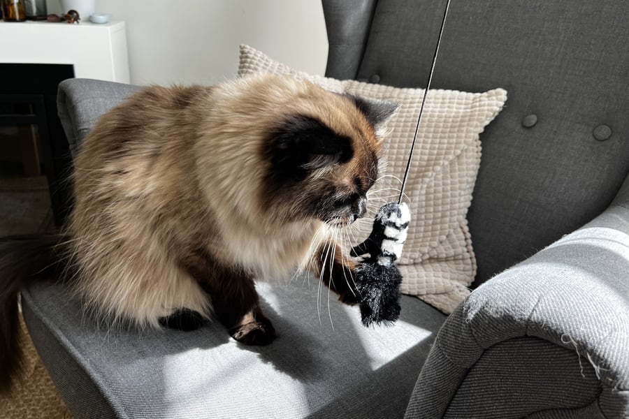 Cat indoors playing with a toy