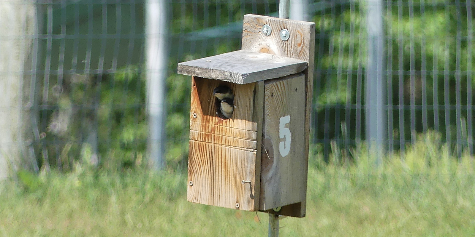 nest box with two tree swallows