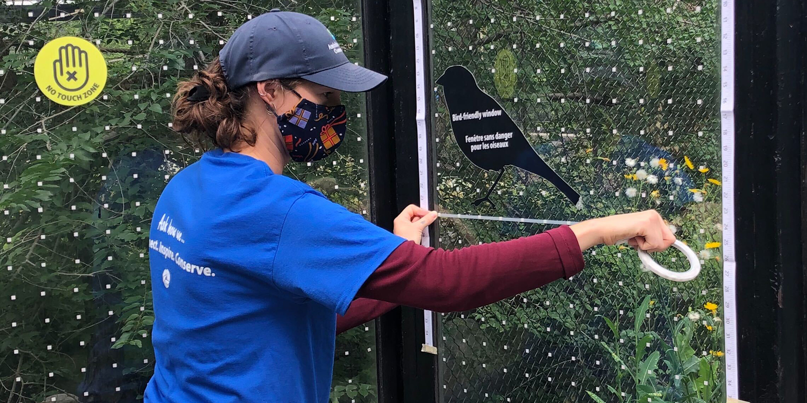 Zoo staff member installing Feather Friendly dots on a large window