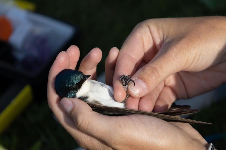 Chimney Swift