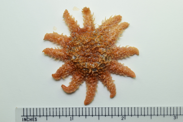 Starfish specimen with 12 legs