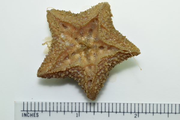 Starfish Specimen