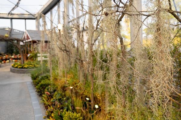 Oak Trees at the Abundance display