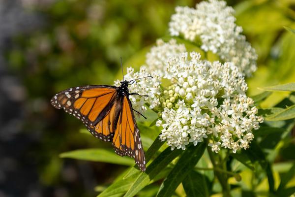Seasonal Garden, monarch butterfly on white flower