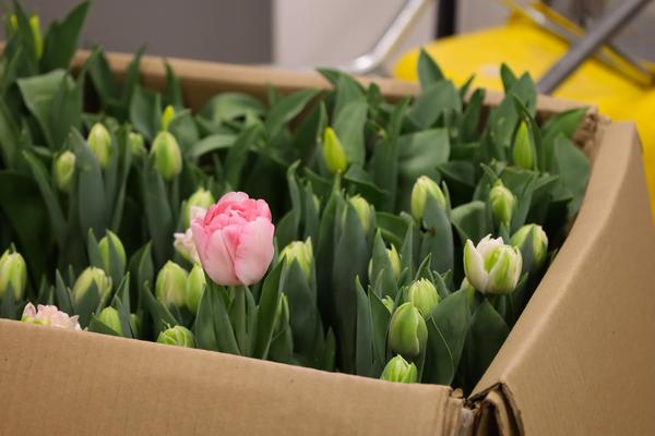 Tulips ready to plant in boxes 