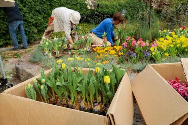 Unpacking and planting flowers for the spring display