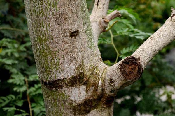 Ceiba tree trunk
