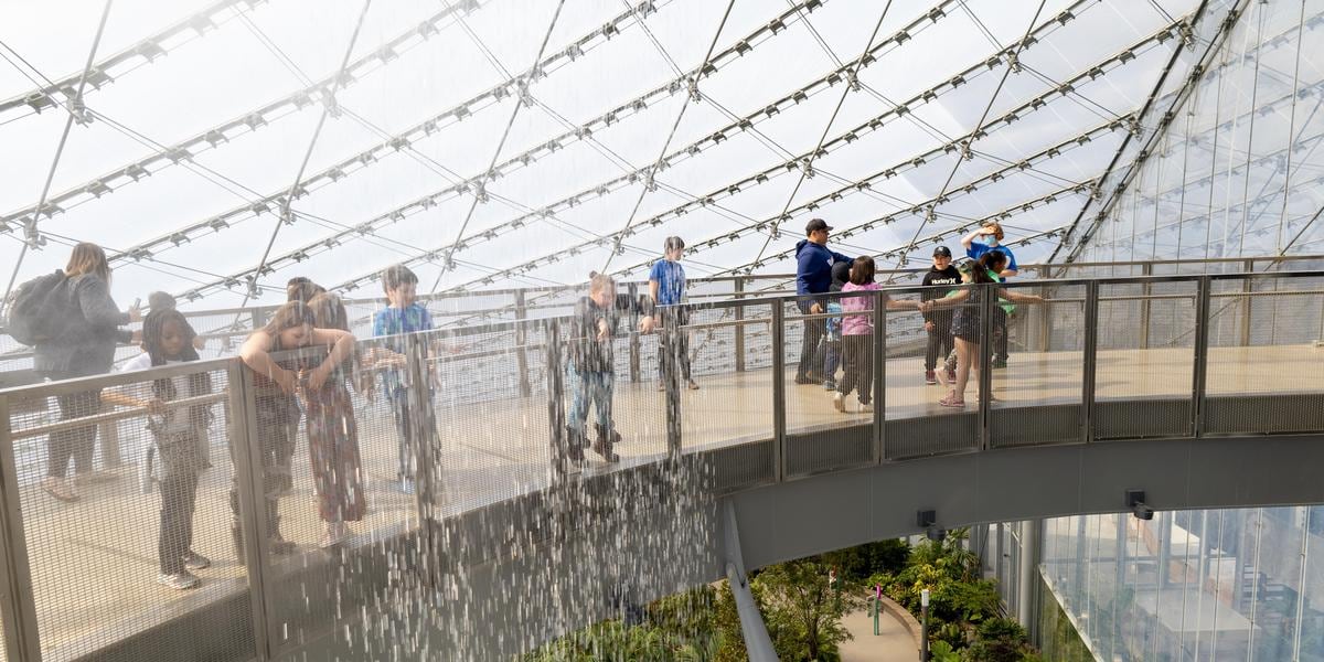 Students on the canopy walkway