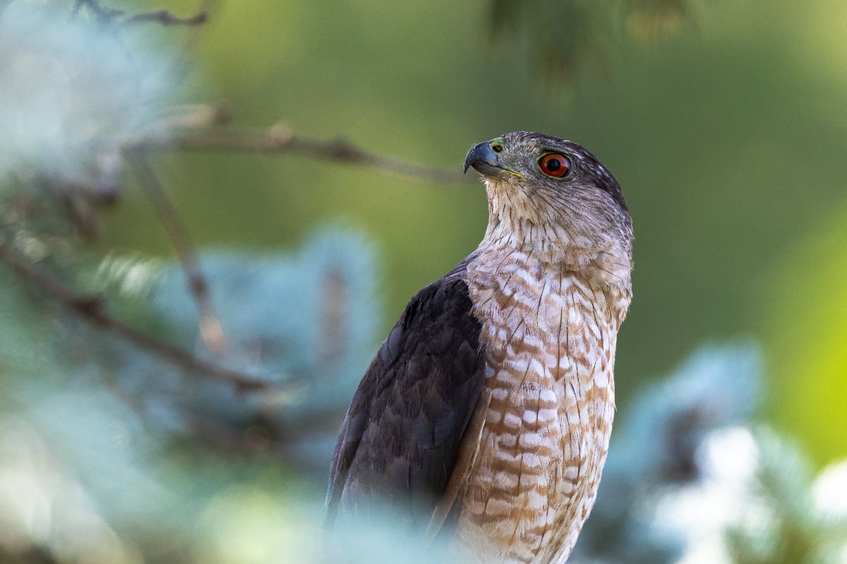 Wild bird in the Park