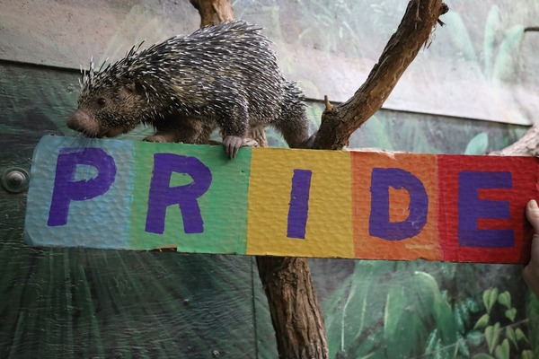 Porcupine with Pride Sign