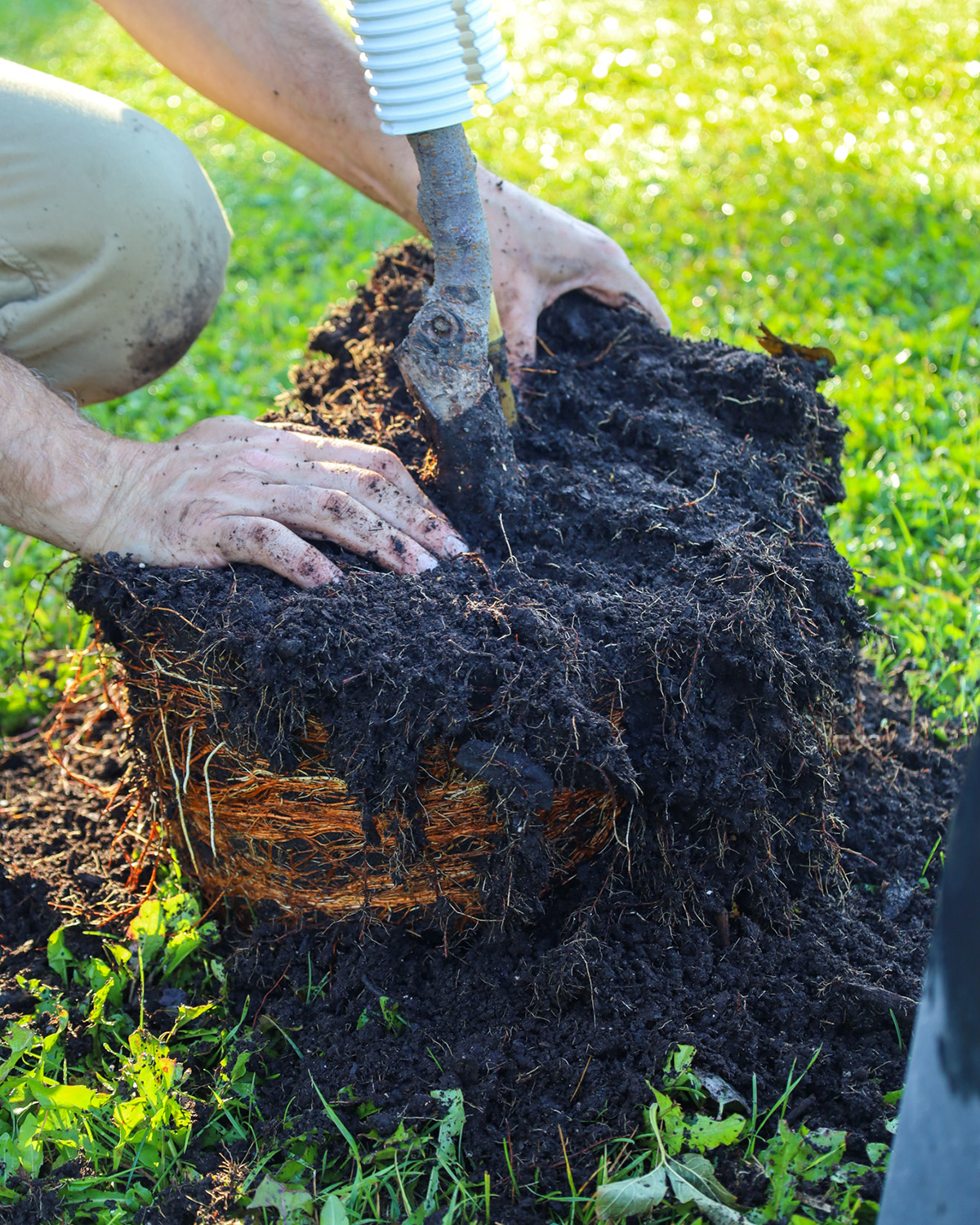 A close-up picture of hands planting tree roots
