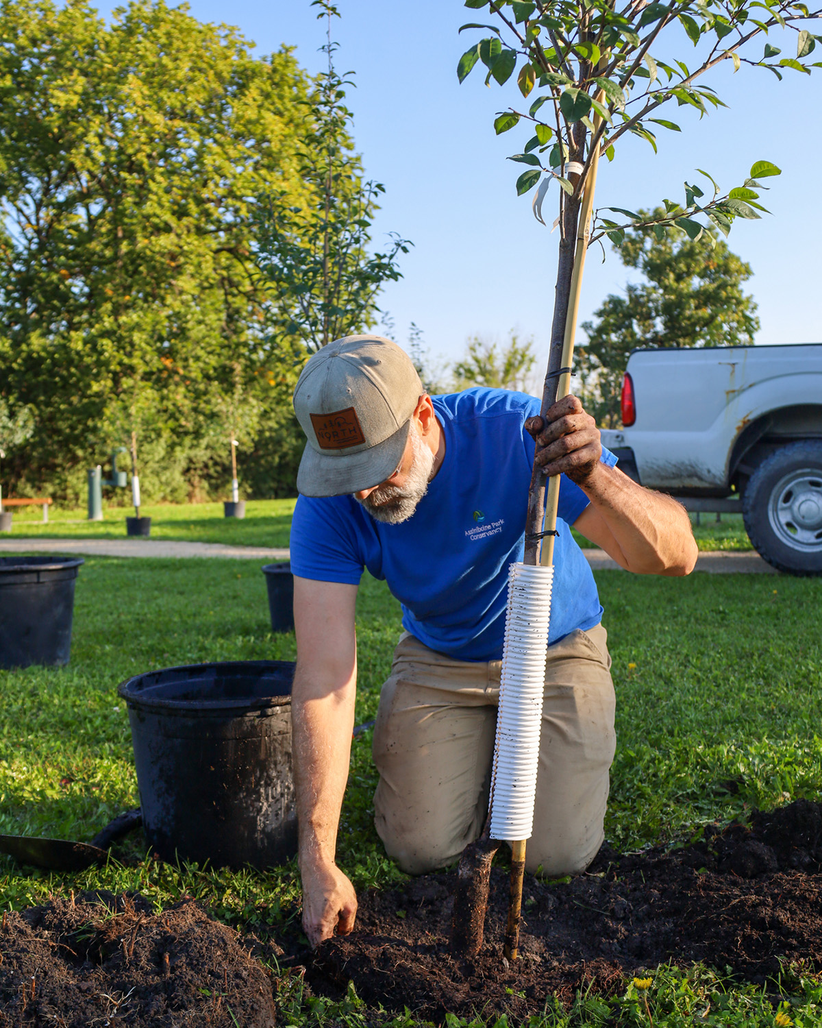 a member of the Assiniboine Park horticulture team kneels to plant a tree