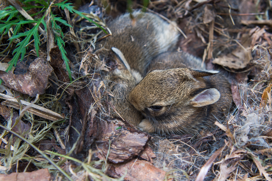 Wild Moms Know Best: How to Support Young Wildlife This Spring ...