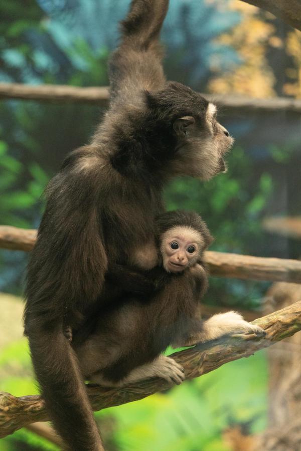 Mom and Baby Gibbon