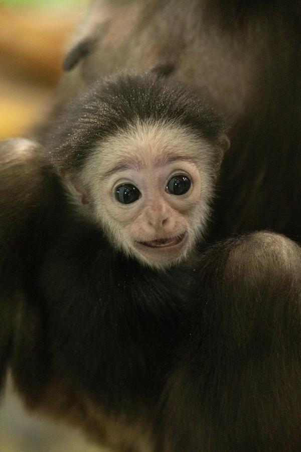 Baby Gibbon looking at camera