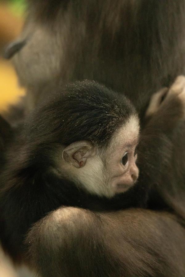 Baby Gibbon