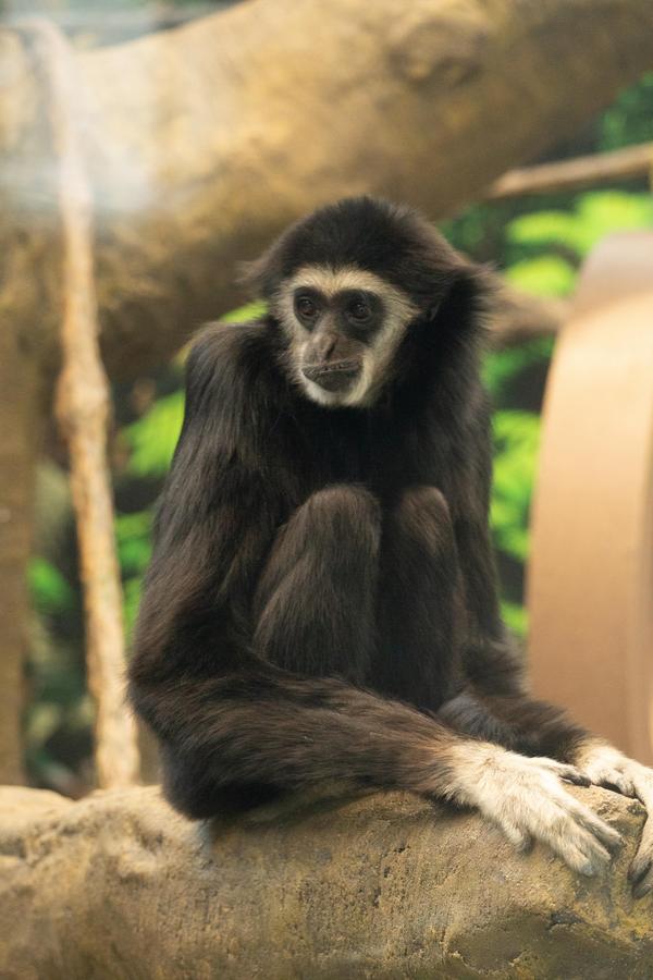 Older Gibbon