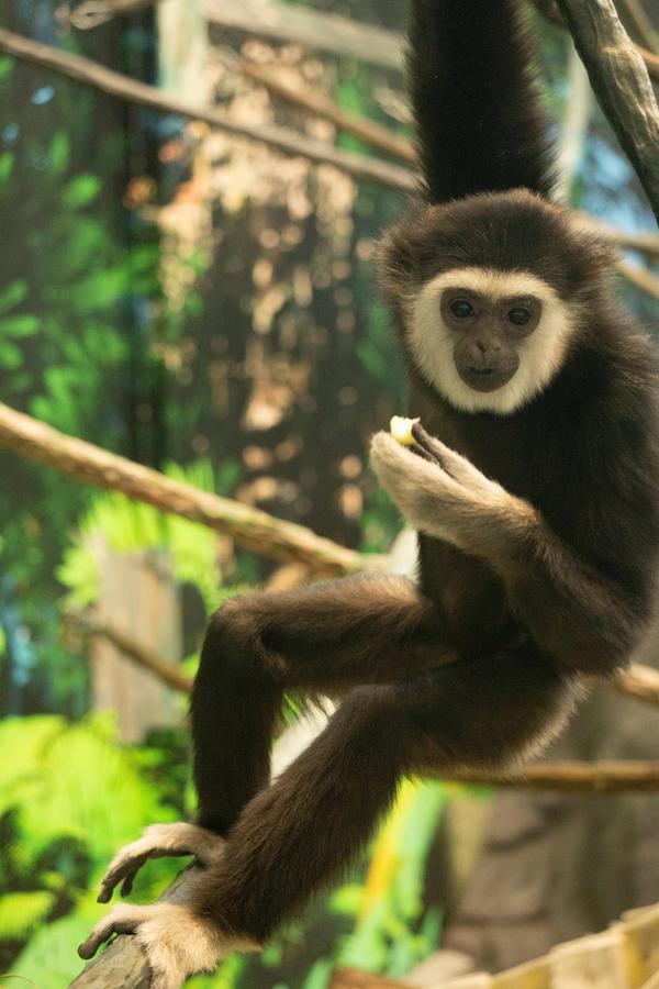 Sibling Gibbon eating